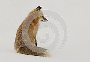 Red fox sitting in snow