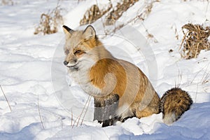 Red fox sitting in snow