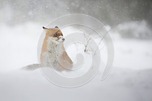 Red fox sitting on snow land in wintertime blizzard