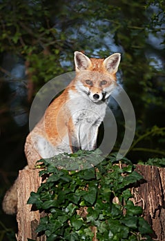 Red fox sitting on a tree in a forest