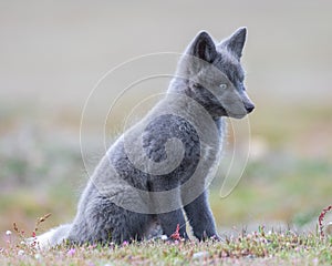 Red fox sitting in the wild displaying a gray coat