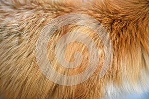 Red fox skin texture for background real fur