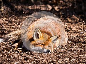 Red Fox sleeping