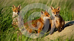 Red fox small young cubs near den curiously watching around