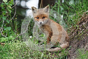 Red fox smile photo