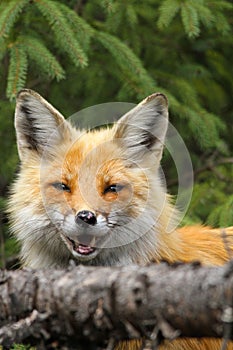 Red Fox Smiling