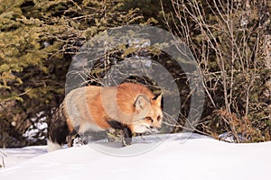 Red fox sneaking through trees