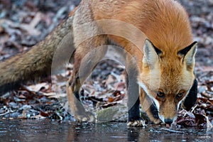 Red Fox Sniff