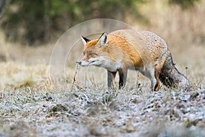 Red fox sniffing plant on grassland in autumn nature