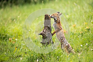 Red fox sniffing stump on meadow in summertime nature