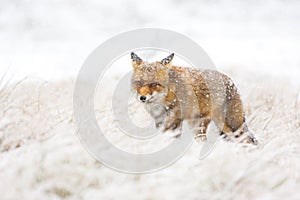 Red fox in the snow