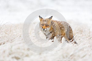 Red fox in the snow