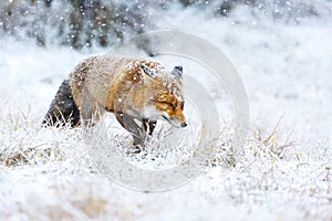 Red fox in the snow