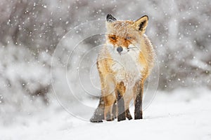 Red fox in the snow