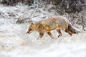 Red fox in the snow