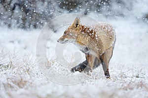 Red fox in the snow