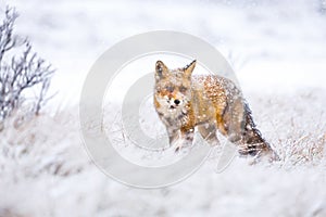 Red fox in the snow