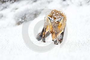 Red fox in the snow