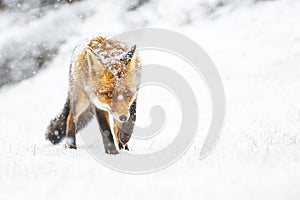 Red fox in the snow