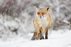 Red fox in the snow