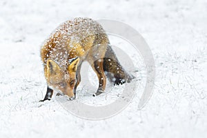 Red fox in the snow