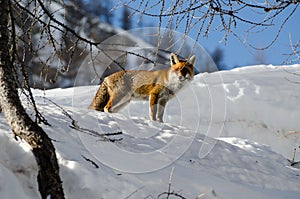 Red fox in the snow