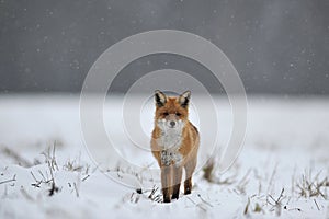 Red fox on the snow