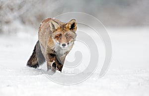 Red Fox in the snow