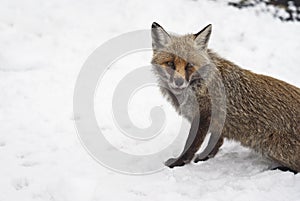 Red fox in the snow