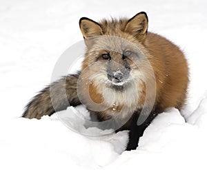 Red fox in snow closeup