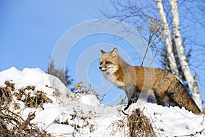 Red fox on snow mound photo
