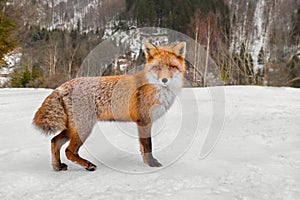 Red fox in the snow on the mountain - Vulpes vulpes