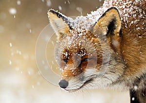 Red fox in the snow portrait