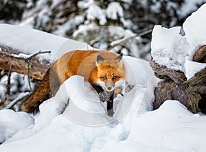 Red fox in the snow steps forward while on a hunt