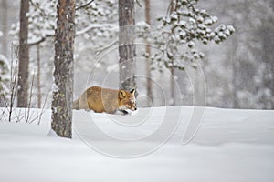 Red Fox in the Snow, Vulpes vulpes