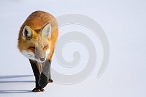 Red Fox in Snow photo