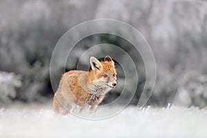Red Fox in snow winter, in the cold forest