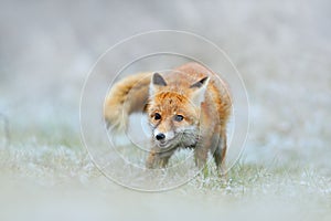 Red Fox in snow winter, hunting animil in the snowy grass, France