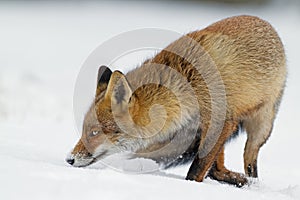 Red fox in the snowy landscape