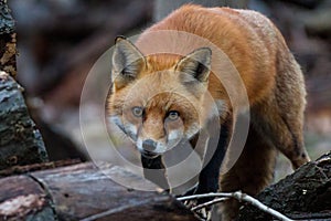 Red Fox Stalking photo