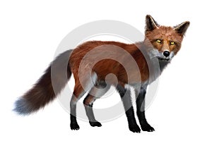 Red Fox standing 3D render isolated on white background