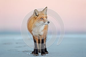 Red fox standing on the background of the soft pink sky at sunset