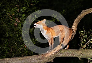 Red fox standing on a fallen tree in forest