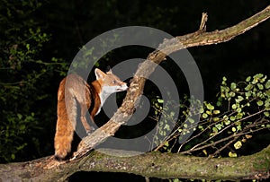 Red fox standing on a fallen tree in forest