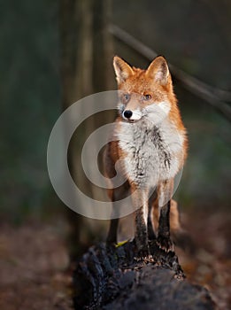 Red fox standing on a fallen tree in late evening