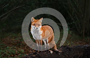 Red fox standing on a fallen tree in late evening