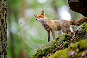 Red fox standing in the forest. Single animal on the mossy rocks in wild nature.