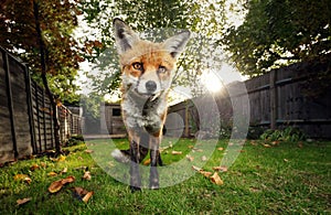 Red fox standing in the garden in autumn