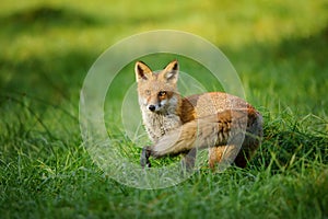 Red fox standing in grass from side