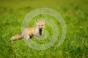 Red fox standing in green grass